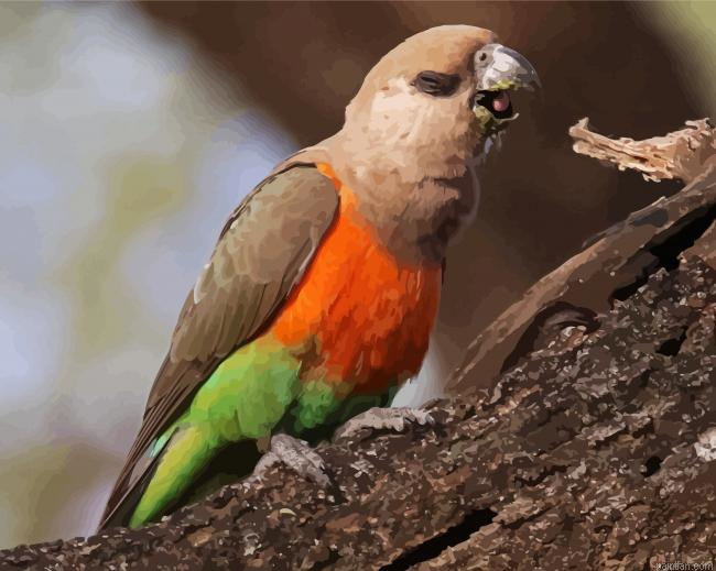 Red Bellied Parrot Paint By Numbers.png