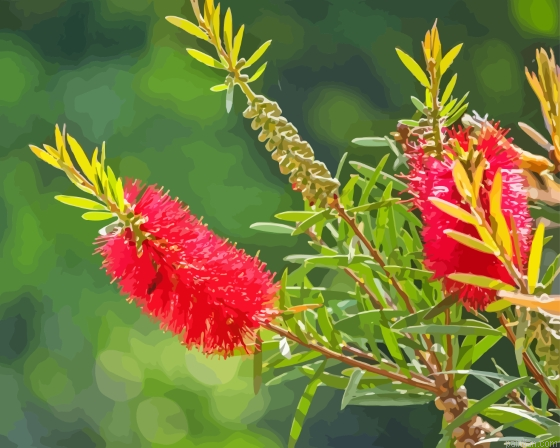 Red Bottle Brush Paint By Numbers.png