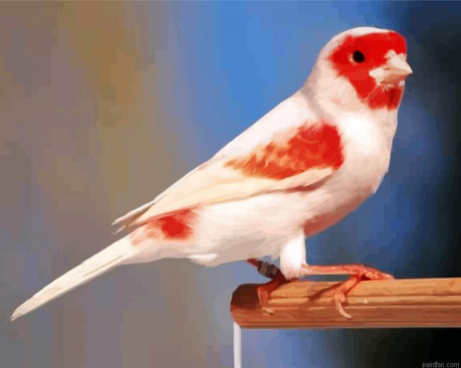 Red Canary Paint By Number.png