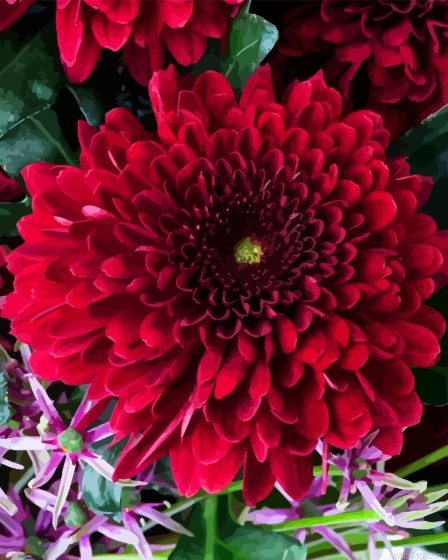Red Chrysanthemum Plant Paint By Numbers.png