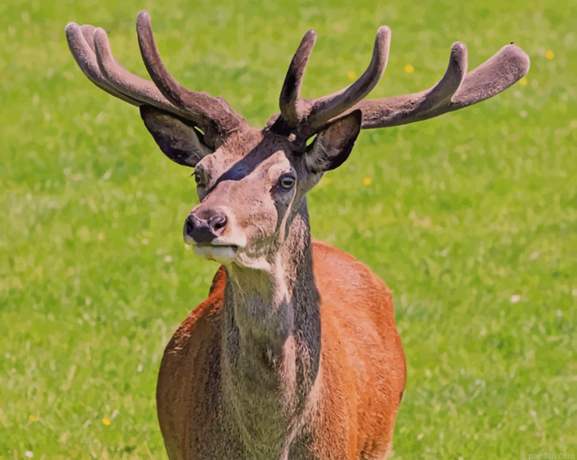 Red Deer Stag During Daytime Paint By Number.png