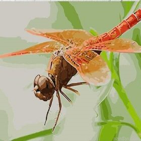 Red Dragonfly Paint By Numbers.png