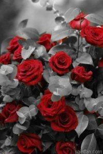 Red Flower Paint By Numbers.png