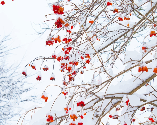 Red Flowers Snow New Paint By Number.png