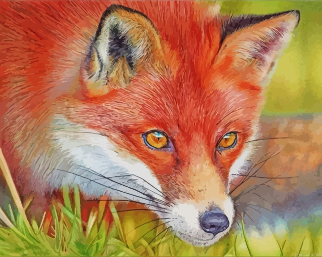 Red Fox Paint By Number.png