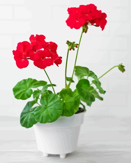 Red Geranium Flower In Pot Paint By Numbers.png