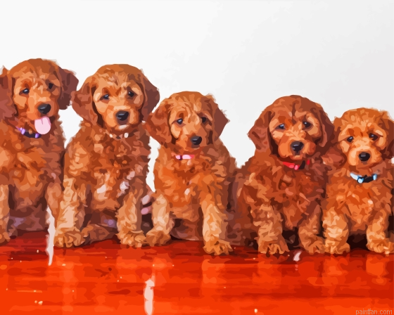 Red Golden Doodle Paint By Numbers.png