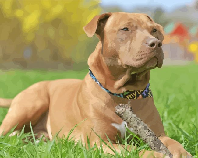 Red Nose Pitbull Paint By Numbers.png