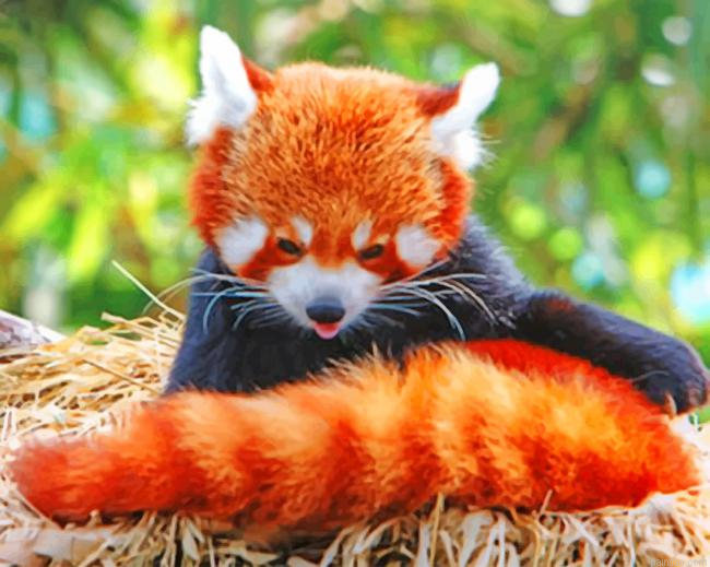 Red Panda In The Nest Paint By Number.png