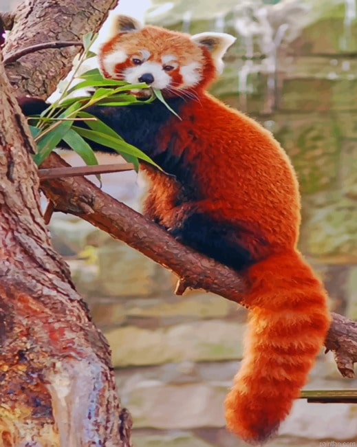 Red Panda On Tree Paint By Number.png