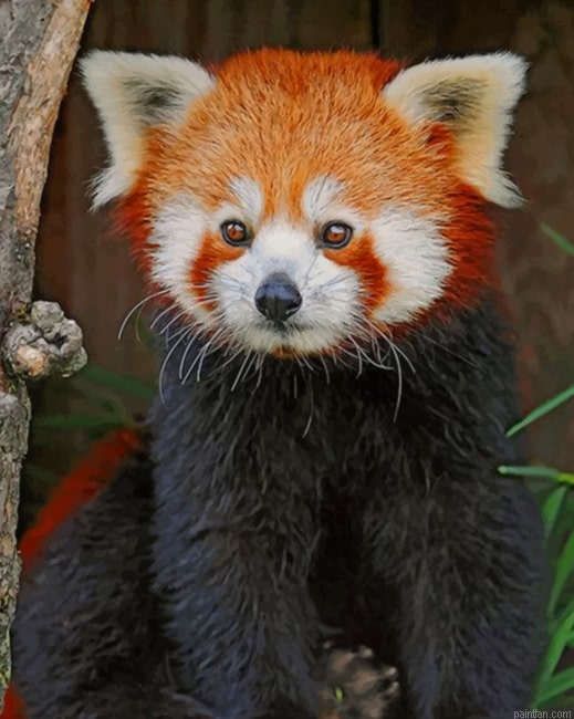 Red Panda Paint By Number.png
