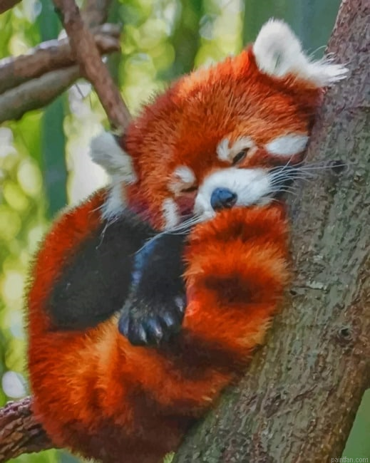 Red Panda Sleeping Paint By Number.png