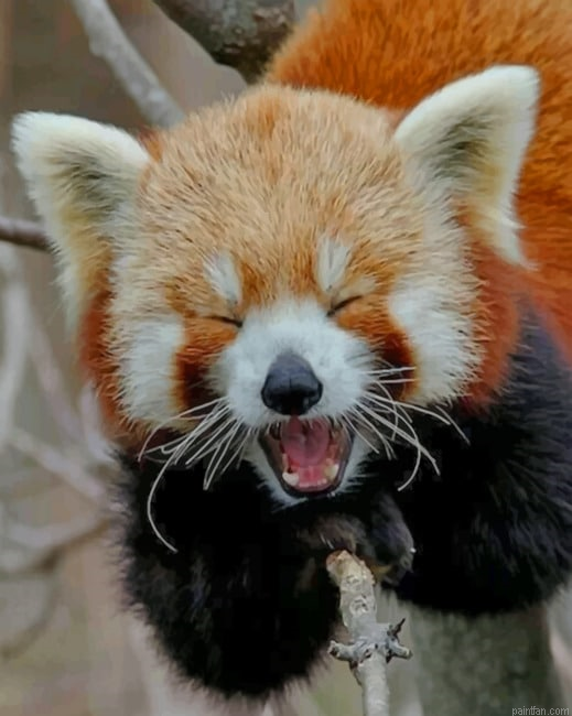 Red Panda Smile Paint By Number.png