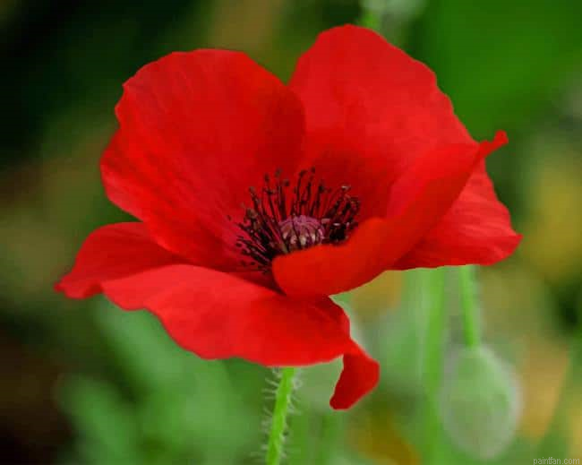 Red Poppy Flower New Paint By Numbers.png