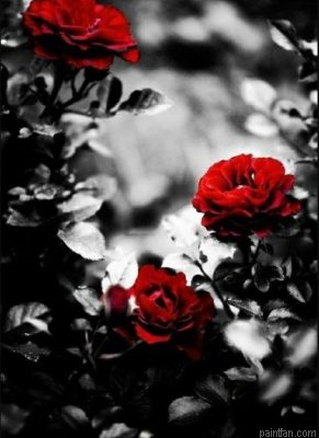 Red Roses Paint By Numbers.png