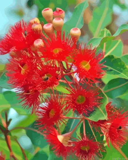 Red Snow Gum Flowers Paint By Numbers.png