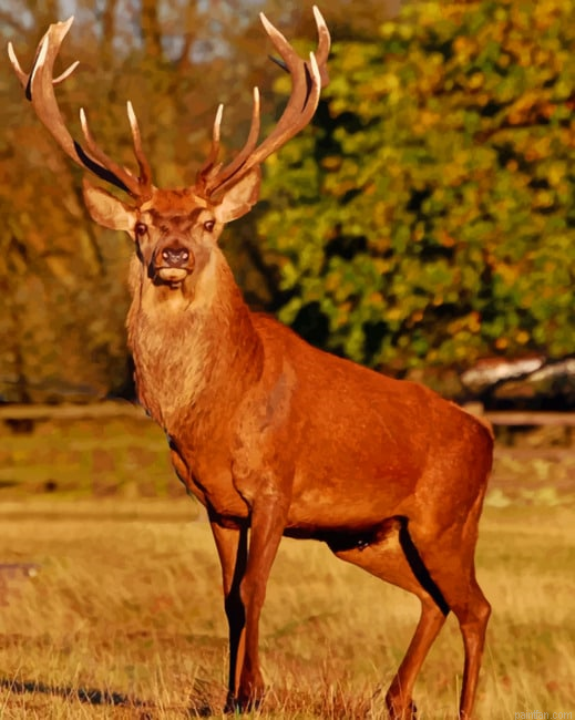Red Stag Deer Paint By Number.png