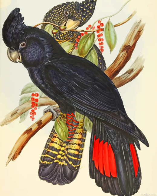 Red Tailed Black Cockatoo Paint By Numbers.png