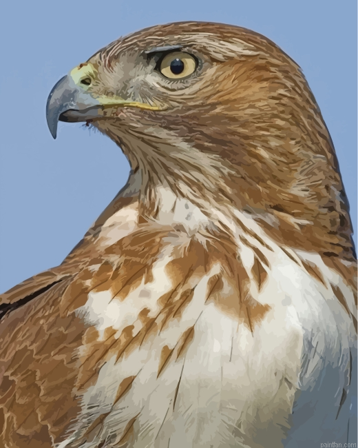 Red Tailed Hawk Bird Paint By Numbers.png