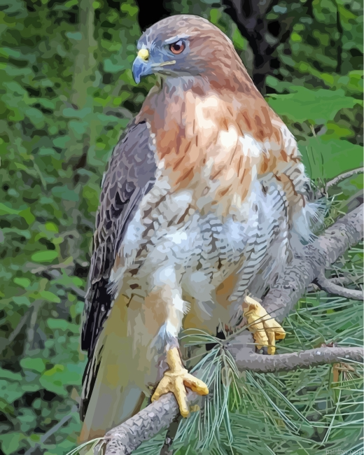 Red Tailed Hawk Paint By Numbers.png