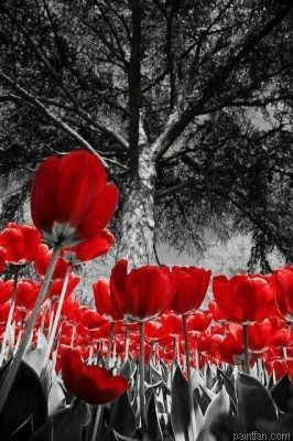 Red Tulips Paint By Numbers.png