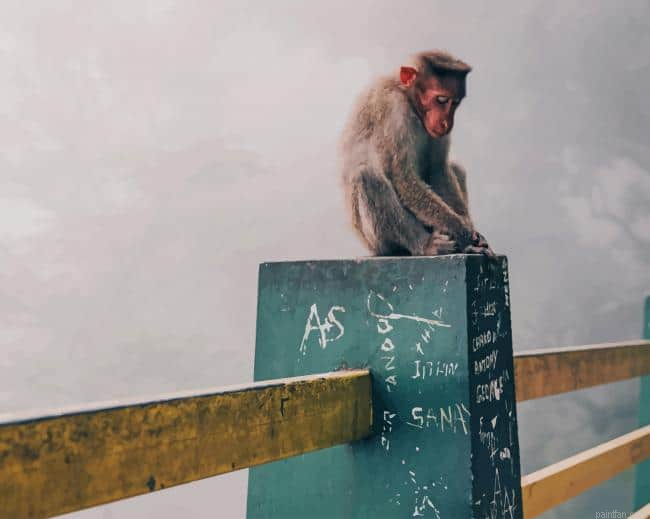 Rhesus Macaque Paint By Number.png