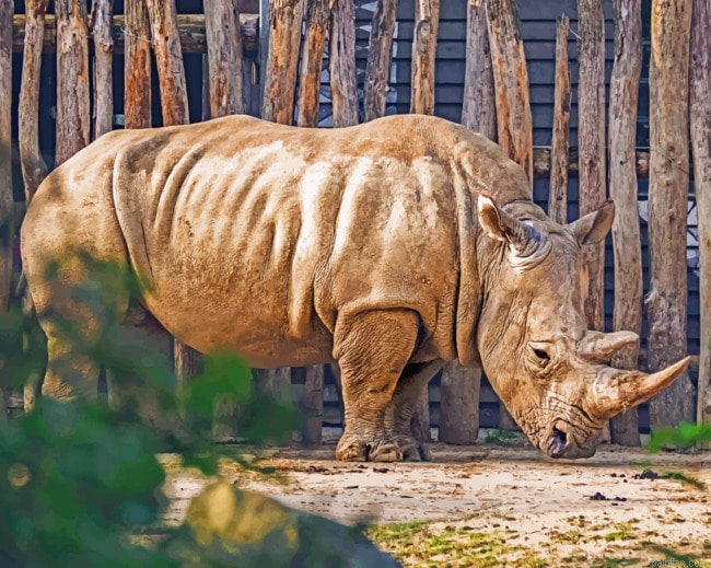 Rhinoceros In Zoo Paint By Numbers.png