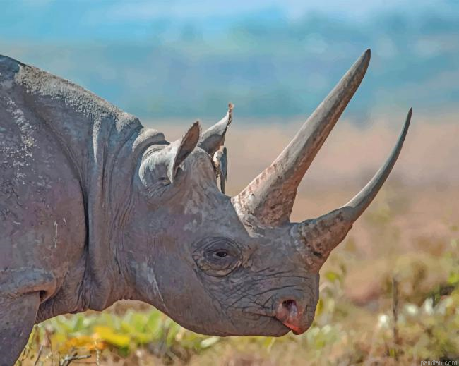 Rhinos Animal Paint By Numbers.png