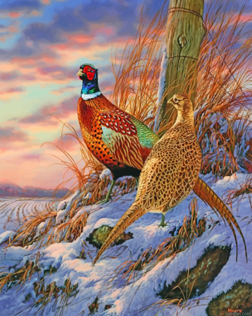 Ring Necked Pheasant Paint By Numbers.png
