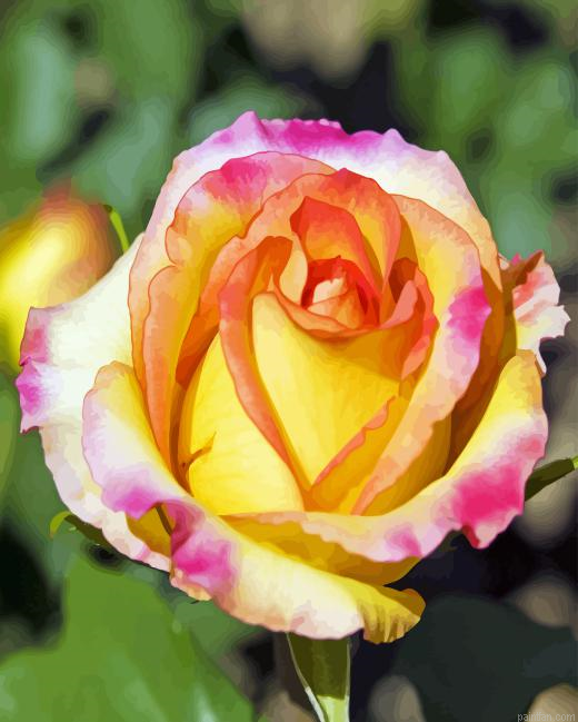 Rosa Peace Paint By Numbers.png