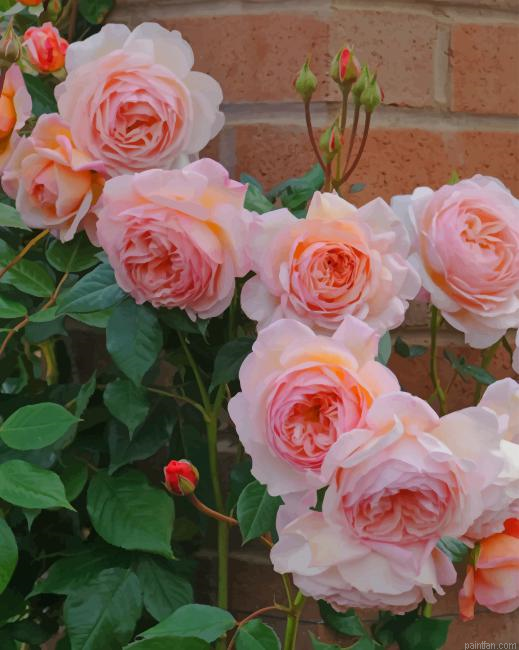 Rose Flowers New Paint By Numbers.png