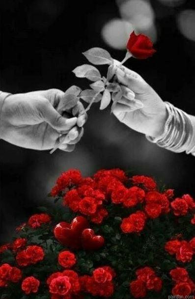 Rose Gift Paint By Numbers.png