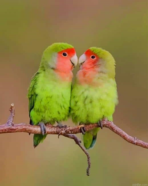 Rosy Faced Lovebirds New Paint By Numbers.png