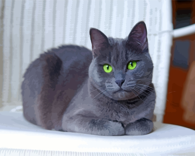 Russian Blue Cat Paint By Number.png