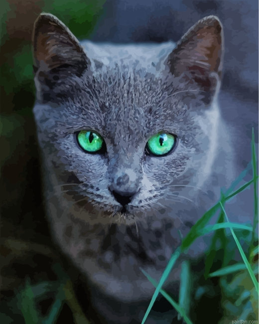 Russian Blue Cat Pet Paint By Number.png