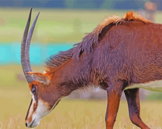 Sable Antelope Paint By Numbers.png
