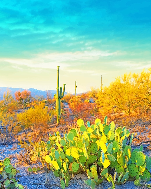Saguaro National Park New Paint By Numbers.png