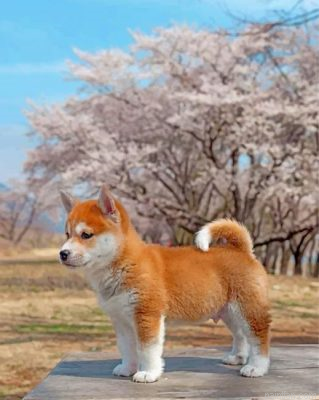 Sakura Shiba Inu Dog Paint By Number.png