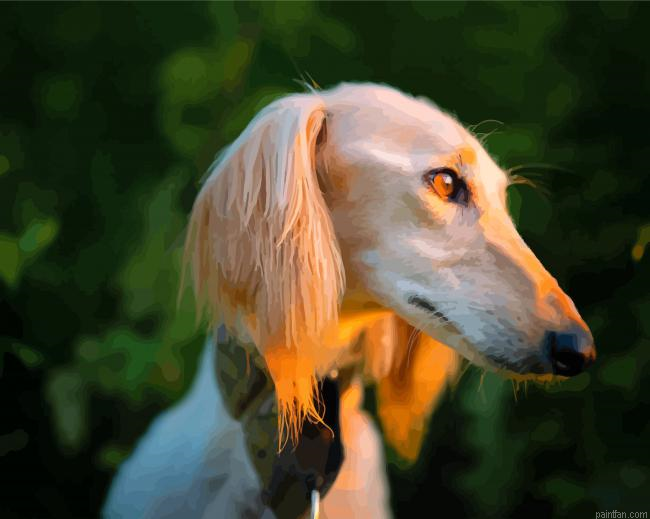 Saluki With Sunset Light Paint By Numbers.png