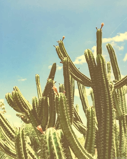 San Pedro Cactus New Paint By Numbers.png