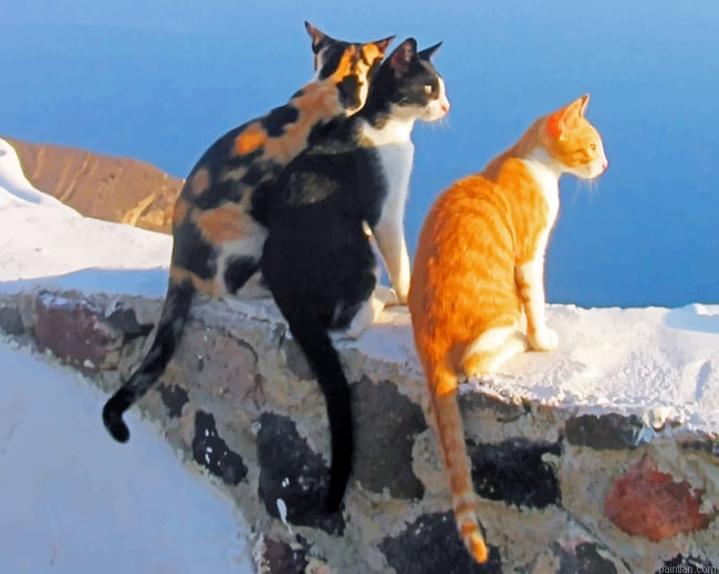 Santorini Cats New Paint By Numbers.png