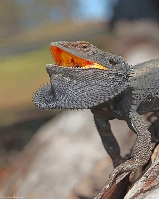 Scary Bearded Dragon New Paint By Numbers.png