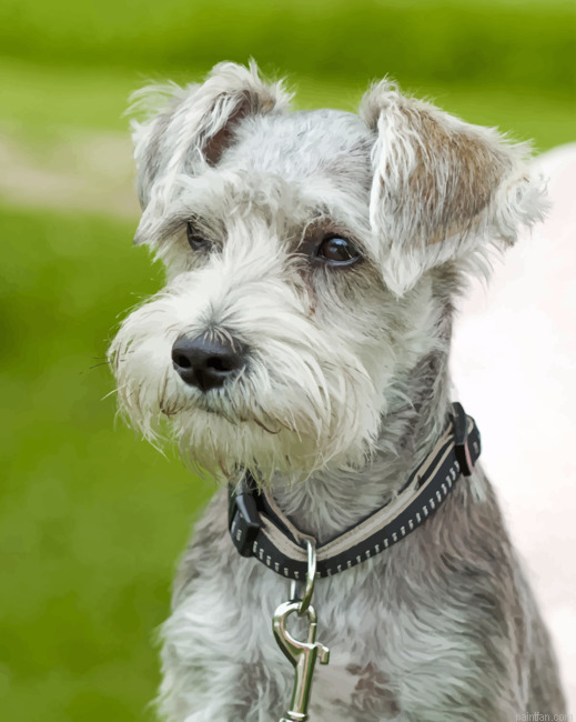 Schnauzer Paint By Number.png
