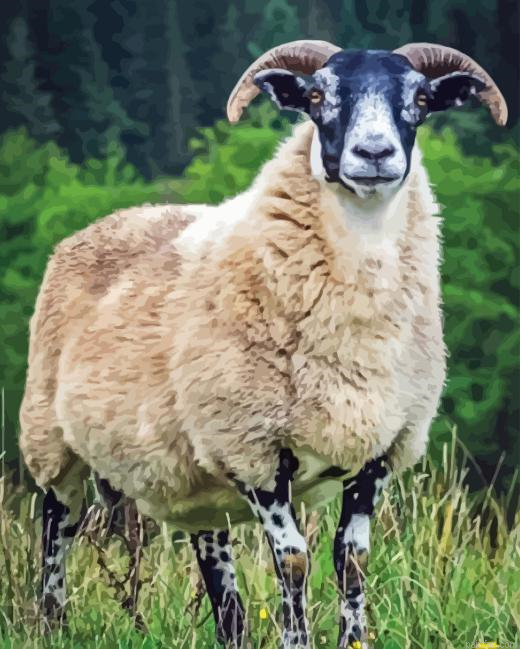 Scottish Black Faced Sheep Paint By Numbers.png