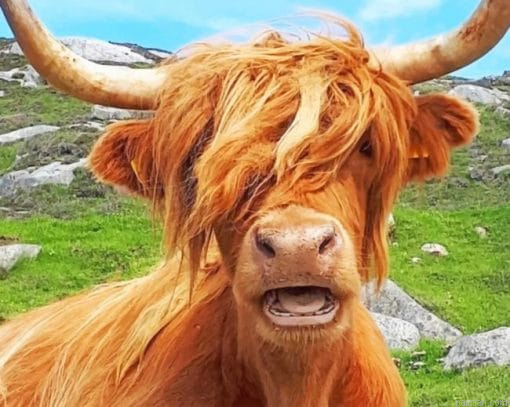 Scottish Highland Cow Paint By Number.png