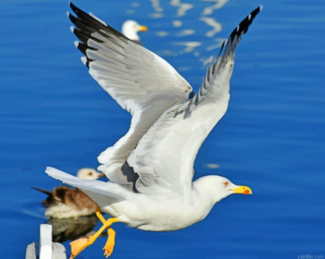 Sea Gull Flight Paint By Numbers.png