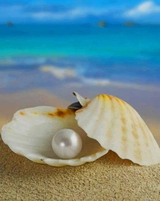 Sea Pearl New Paint By Numbers.png