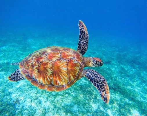 Sea Tortoise Paint By Numbers.png