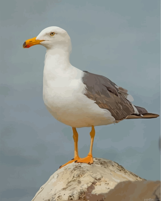 Seagull Bird Paint By Number.png