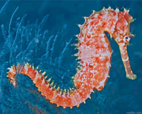 Seahorse Paint By Number.png